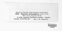 Septoria inconspicua image